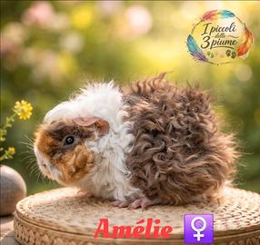 Cavie di razza Lunkarya