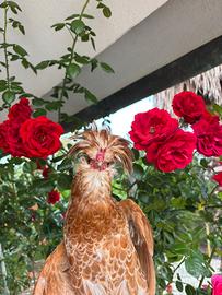 Gallo padovano