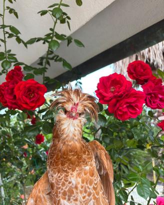 Gallo padovano