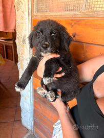 Cucciolotta in adozione ?