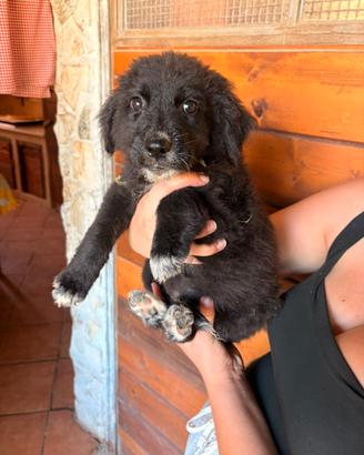 Cucciolotta in adozione ?