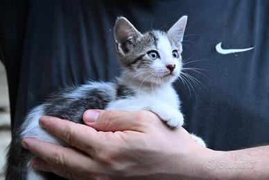 Gatto-cucciolo bianco e tigrato