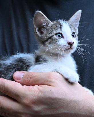 Gatto-cucciolo bianco e tigrato