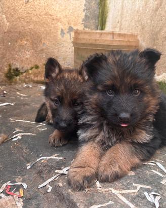 Cuccioli Pastore Tedesco