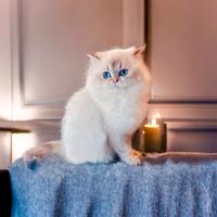 Cucciola di British Longhair