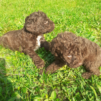 Lagotto Romagnolo