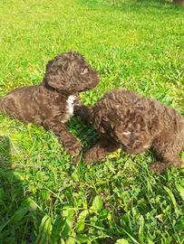 Lagotto Romagnolo