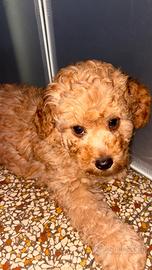 Barbone nano con pedigree