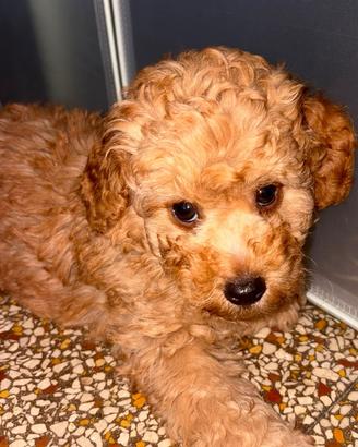 Barbone nano con pedigree