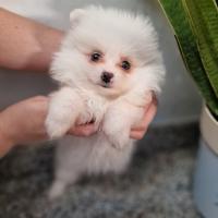 Volpino pomeriano originale