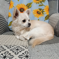 Paco per accoppiamento