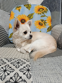 Paco per accoppiamento