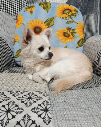 Paco per accoppiamento