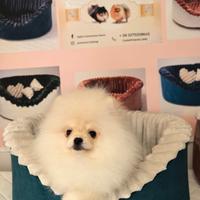 Spitz tedesco nano maschio