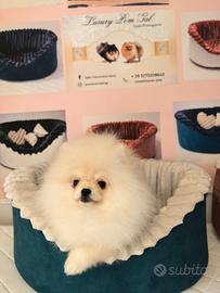 Spitz tedesco nano maschio