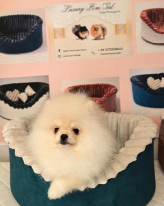 Spitz tedesco nano maschio