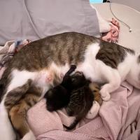 Casa per un gatto e i suoi due gat