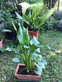 Calla/Altre piante