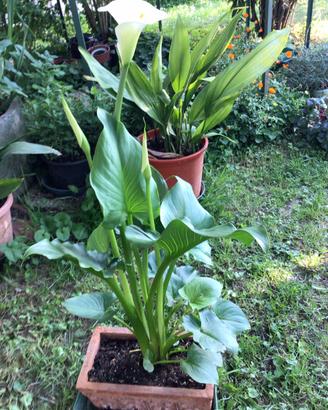 Calla/Altre piante