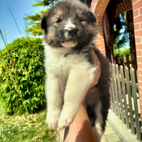Cucciolo Akita americano/ pastore scozzese