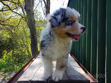 Cuccioli di pastore australiano con pedigree