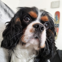 Cavalier King