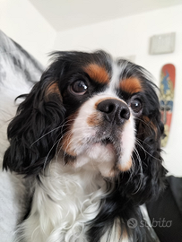 Cavalier King