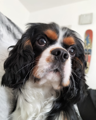 Cavalier King