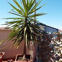 Albero di Yucca