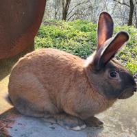 Conigli: esemplari selezionati