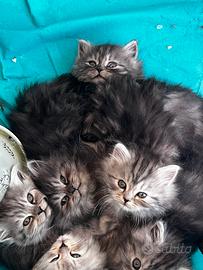 Cuccioli di gatto persiano