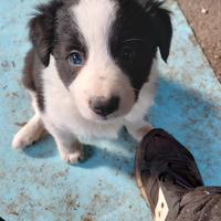 Cuccioli bordercolli