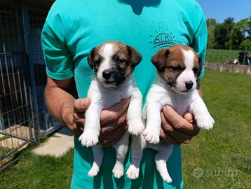 Cuccioli maschi Jack Russell Terrier