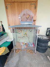 Cocorite Inseparabili Animali Esotici Pappagalli u