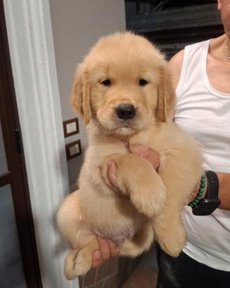 Golden retriver