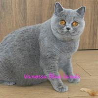 British shorthair rehoming