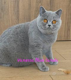 British shorthair rehoming