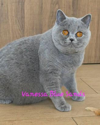 British shorthair rehoming