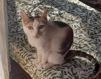 Gatto amorevole