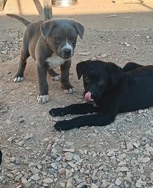 Cane corso