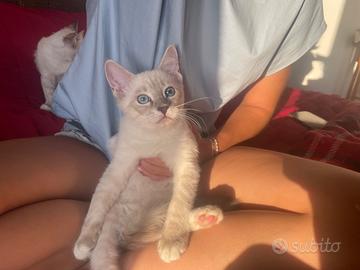 Gatti ragdoll