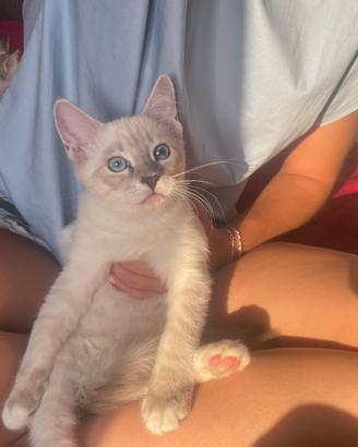 Gatti ragdoll