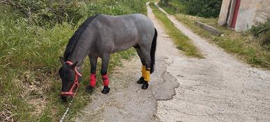 Poni maschio