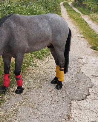 Poni maschio