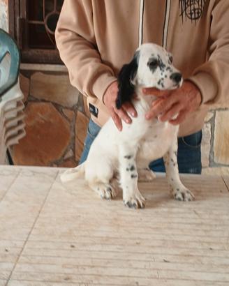 Setter inglese cuccioli bianco e nero
