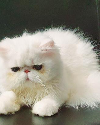 Gatto persiano ipertipico