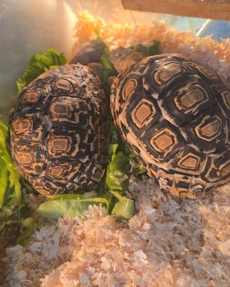 Tartarughe pardalis