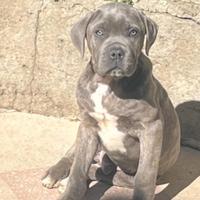 Cucciolo di cane corso
