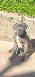 Cucciolo di cane corso