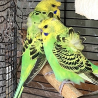 Pappagallini HOGOROMO